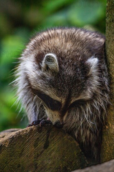 Raccoon in natural environment, close-up, portrait of the animal on Guadeloupe au Parc des Mamelles, in the Caribbean. French Antilles, France, Europe