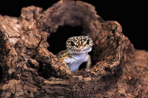 Leopard gecko (Eublepharis macularius), adult, portrait, looks out of burrow, captive