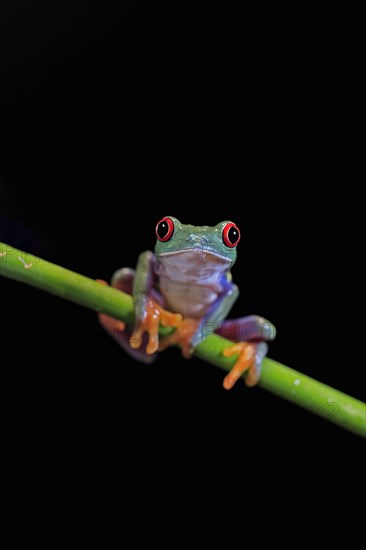 Red-eyed tree frog (Agalychnis callidryas), adult, on green stem, Aeonium, captive, Central America