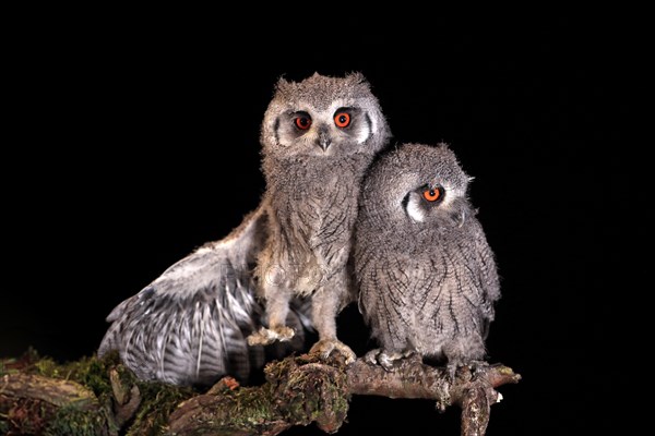 Southern white-faced owl (Ptilopsis granti), juvenile, two juveniles, siblings, at night, on guard, captive