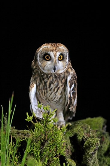 Short-eared owl (Asio flammeus), adult, at night, perch, Great Britain