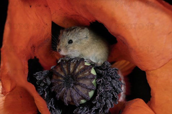 Common harvest mouse, (Micromys minutus), adult, on corn poppy, flower, foraging, at night, Scotland, Great Britain