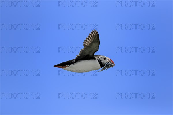 Puffin (Fratercula arctica), adult, flying, with sand eels, with food, Faroe Islands, England, Great Britain, Europe