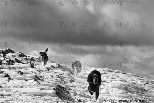 Dogs run across a snow-covered landscape with mountains under a cloudy sky, Amazing Dogs in the Nature