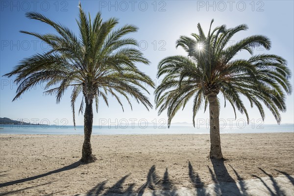 Beach with palm trees, Can Picafort, Bay of Alcudia, Majorca, Balearic Islands, Spain, Europe