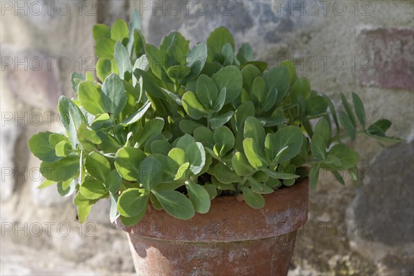 Forest stonecrop (Hylotelephium) in a clay pot, Tuscany, Italy, Europe