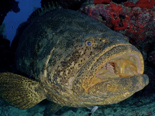 Atlantic goliath grouper (Epinephelus itajara) with open mouth at cleaning station. Dive site John Pennekamp Coral Reef State Park, Key Largo, Florida Keys, Florida, USA, North America