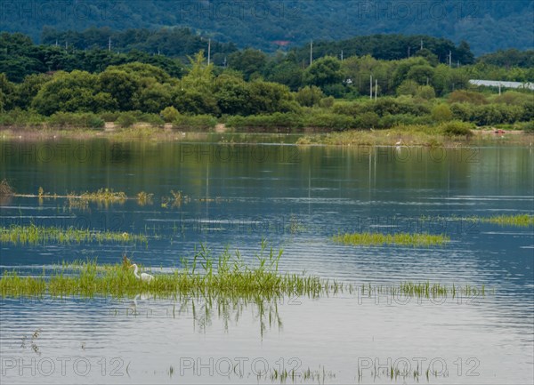 Peaceful lake view with a bird in the distance, lush grass in the foreground, and mountains beyond, in South Korea