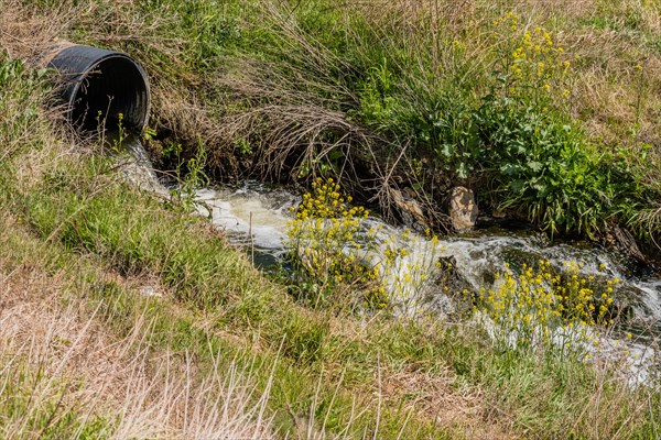 Fresh water flows out of a drainage pipe surrounded by wildflowers and lush grass, in South Korea