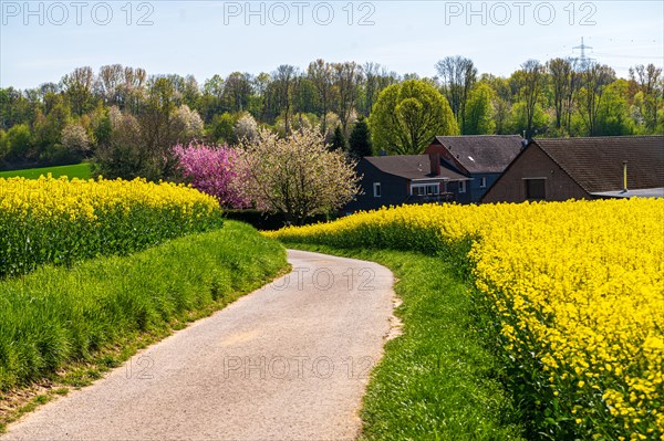 A road winds through yellow rapeseed fields with flowering trees and houses at the edge, rapeseed, Brassica napus, Vohwinkel, Wuppertal, Bergisches Land, North Rhine-Westphalia
