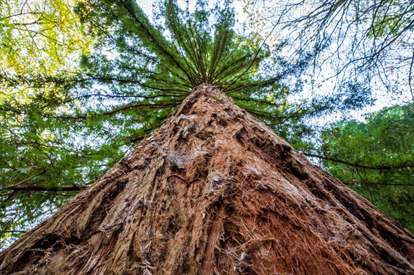 View from the ground up a massive tree trunk into the treetop towards the sky, sequoia, Sequoioideae, Arboretum Burgholz, Wuppertal, Bergisches Land, North Rhine-Westphalia