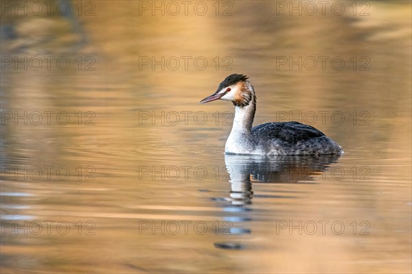 A grebe floats on calm waters with its reflection visible, Podiceps christatus, Wagbachniederung