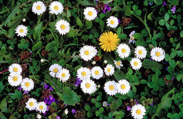 A cluster of daisies Bellis perennis and a dandelionTaraxacum surrounded by green leaves