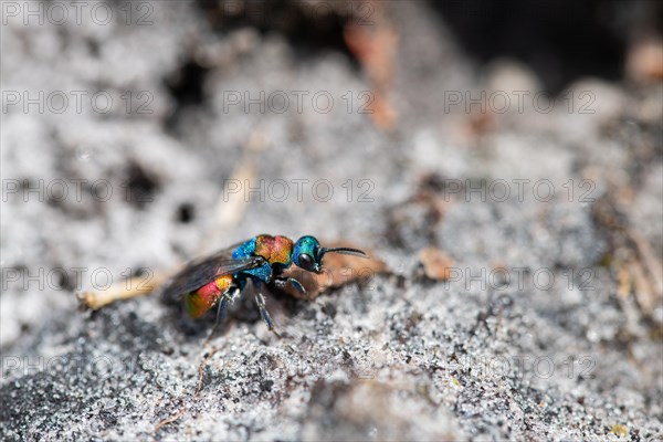 Sand gold wasp (Hedychrum nobile), sitting on sandy soil, Neustaedter Moor nature reserve, Wagenfeld, Lower Saxony, Germany, Europe