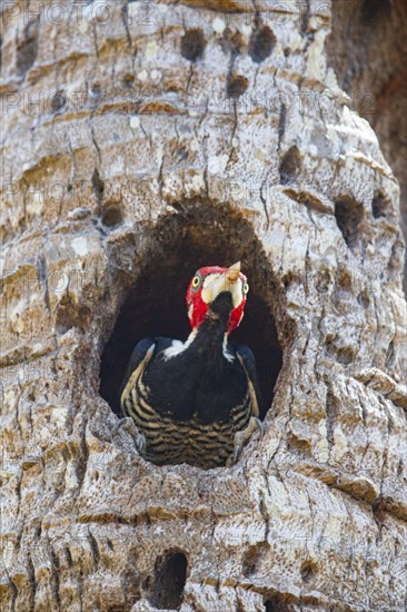 Crimson-crested woodpecker (Campephilus melanoleucos) Pantanal Brazil