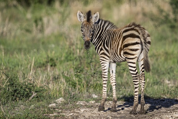 Plains zebra (Equus quagga) foal, Madikwe Game Reserve, North West Province, South Africa, RSA, Africa