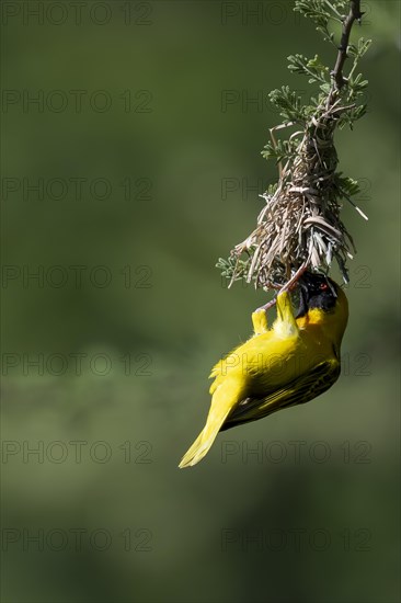 Southern masked weaver (Ploceus velatus), Madikwe Game Reserve, North West Province, South Africa, RSA, Africa
