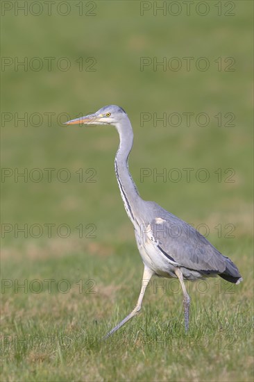 Grey heron (Ardea cinerea) striding across a meadow, Wildlife, Animals, Birds, Siegerland, North Rhine-Westphalia, Germany, Europe