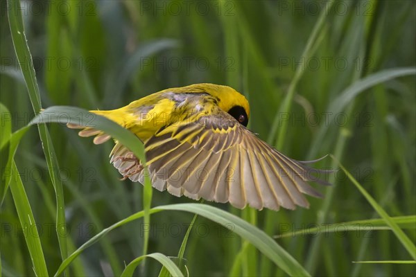 Southern masked weaver (Ploceus velatus) collecting nesting material, Madikwe Game Reserve, North West Province, South Africa, RSA, Africa