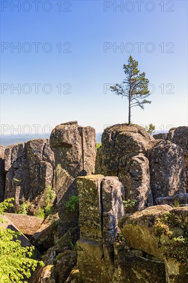Single pine tree growing on a rock by a ravine on a mountain that is part in the Unesco Global Geopark a sunny summer day, Billingen, Skoevde, Sweden, Europe