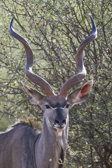 Kudu (Tragelaphus strepsiceros), Madikwe Game Reserve, North West Province, South Africa, RSA, Africa