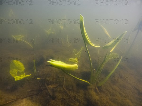 Yellow water-lilies (Nuphar lutea), water, Lower Austria