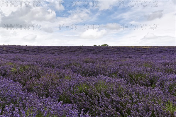 Lavender (Lavandula), lavender field on a farm, Cotswolds Lavender, Snowshill, Broadway, Gloucestershire, England, Great Britain