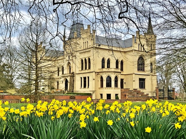 Daffodils, castle garden, Schloss Evenburg, moated castle, Leer-Loga, East Frisia, Germany, Europe