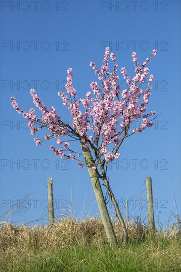 Flowering almond tree (Prunus dulcis) Almond blossom, blue sky, vineyard, Baden-Wuerttemberg, Germany, Europe
