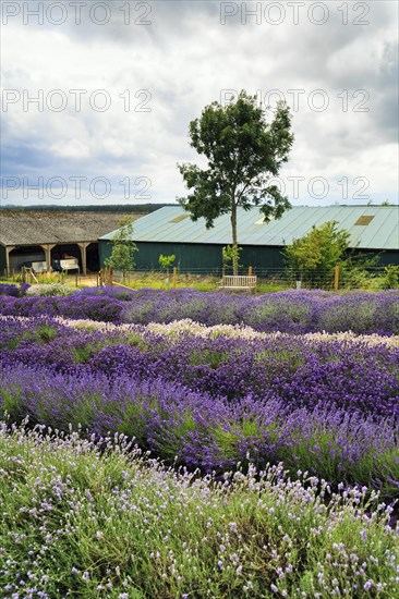 Lavender (Lavandula), lavender field on a farm, different varieties, Cotswolds Lavender, Snowshill, Broadway, Gloucestershire, England, Great Britain