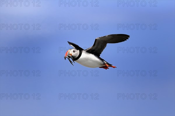 Puffin (Fratercula arctica), adult, flying, with sand eels, with food, Faroe Islands, England, Great Britain, Europe