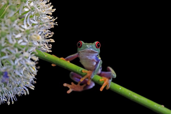 Red-eyed tree frog (Agalychnis callidryas), adult, on green stem, Aeonium, captive, Central America