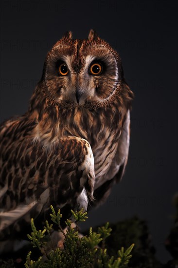 Short-eared owl (Asio flammeus), adult, at night, perch, alert, portrait, Great Britain