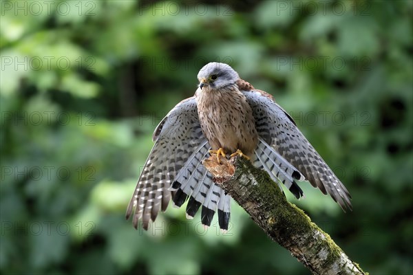 Common kestrel (Falco tinnunculus), adult, male, perch, spreading wings, Scotland, Great Britain