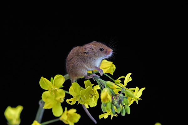 Eurasian harvest mouse (Micromys minutus), adult, on plant stem, flowering, foraging, at night, Scotland, Great Britain