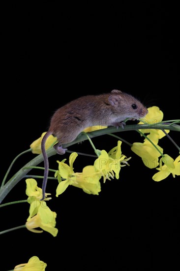 Eurasian harvest mouse (Micromys minutus), adult, on plant stem, flowering, foraging, at night, Scotland, Great Britain