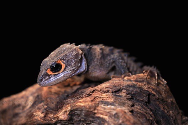 Red-eyed crocodile skink (Tribolonotus gracilis), adult, portrait, on tree, captive, New Guinea