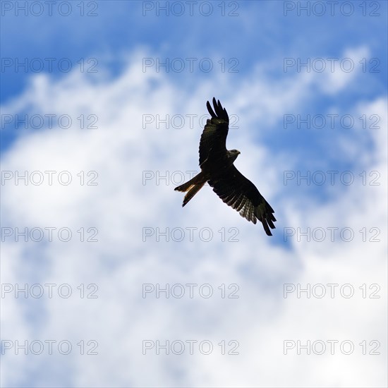 Red kite (Milvus milvus) in flight looking for prey, silhouette against a cloudy sky, Wales, Great Britain