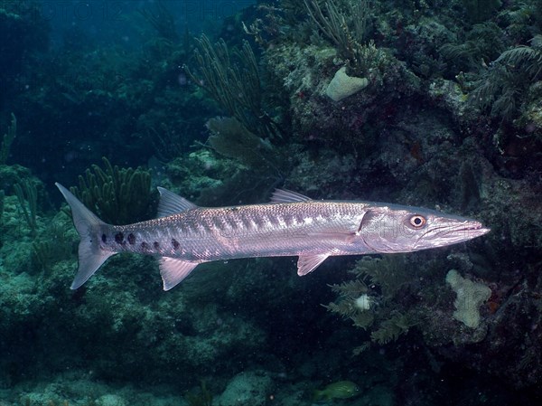 Great barracuda (Sphyraena barracuda), dive site John Pennekamp Coral Reef State Park, Key Largo, Florida Keys, Florida, USA, North America