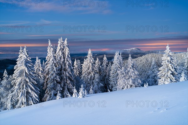 Winter on the Feldberg in front of sunrise, Breisgau-Hochschwarzwald district, Baden-Wuerttemberg, Germany, Europe