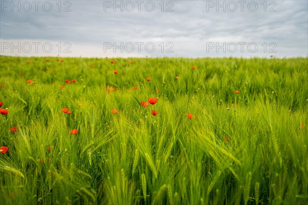 Wide field full of poppies with green grain interspersed with red colour accents, poppy, papaver