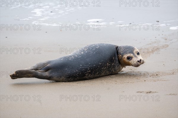 Seal lying on its back on the sand, with grey-blue sky in the background