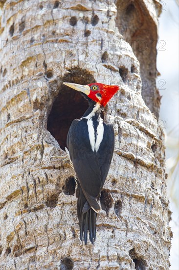 Crimson-crested woodpecker (Campephilus melanoleucos) Pantanal Brazil