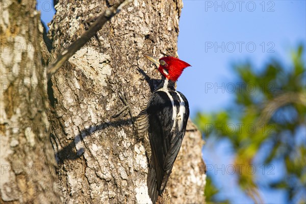 Crimson-crested woodpecker (Campephilus melanoleucos) Pantanal Brazil