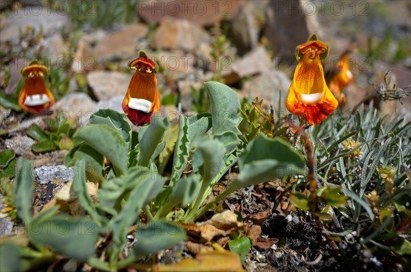 Calceolaria uniflora, a slipper flower, in the barren Patagonia, Perito Moreno National Park, Argentina, South America