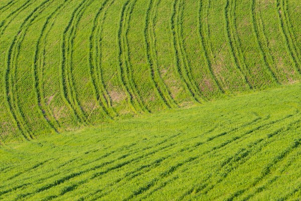 Traces on a cultivated area, Crete Senesi, Province of Siena, Tuscany, Italy, Europe