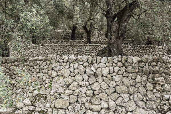 Olive trees and old stone wall, Fornalutx, Serra de Tramuntana, Majorca, Balearic Islands, Spain, Europe
