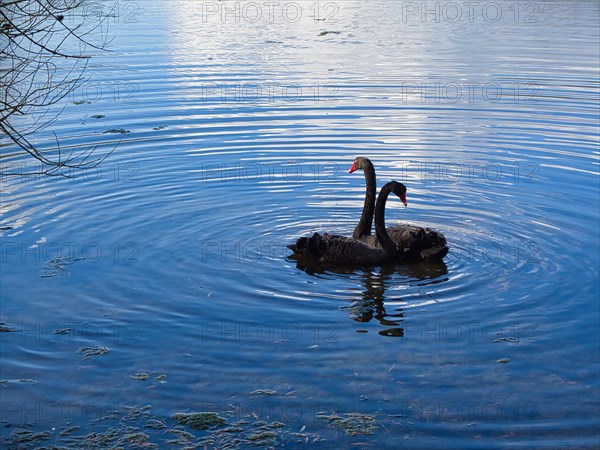 Two mourning swans (Cygnus atratus), black swan, North Rhine-Westphalia, Germany, Europe