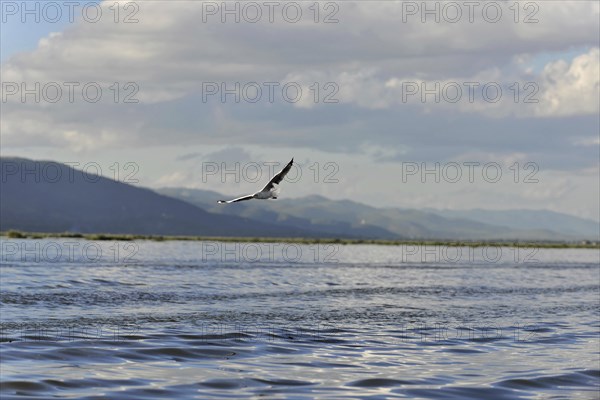 A single bird flies over a calm expanse of water against a mountainous backdrop, Inle Lake, Myanmar, Asia