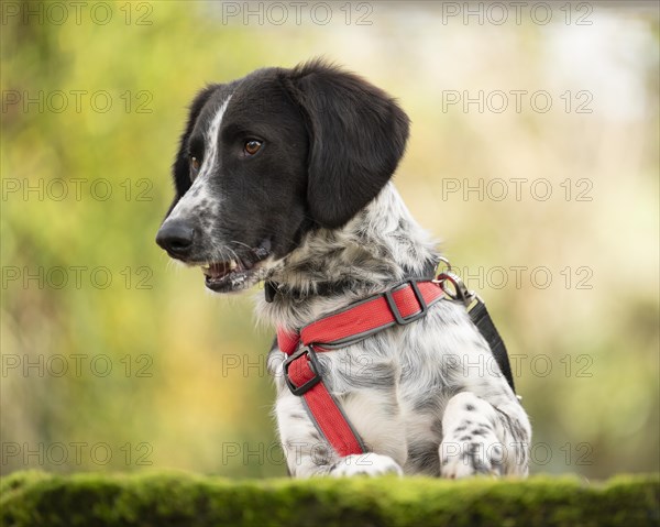 Domestic dog (Canis lupus familiaris), mixed-breed, male, animal welfare, animal welfare dog, standing at a stone slab covered with moss, paws standing on the slab, looking to the left, black and white spotted coat, brown eyes, red harness, double safety collar, background blurred green, Hesse, Germany, Europe